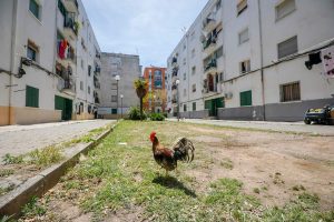 Gallo de pelea en Son Gotleu
